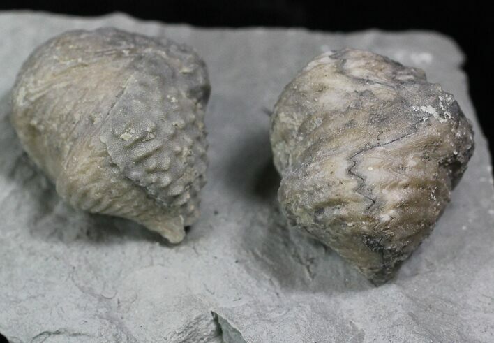 Pair Of Fossil Brachiopods (Platystrophia) - Indiana #25996